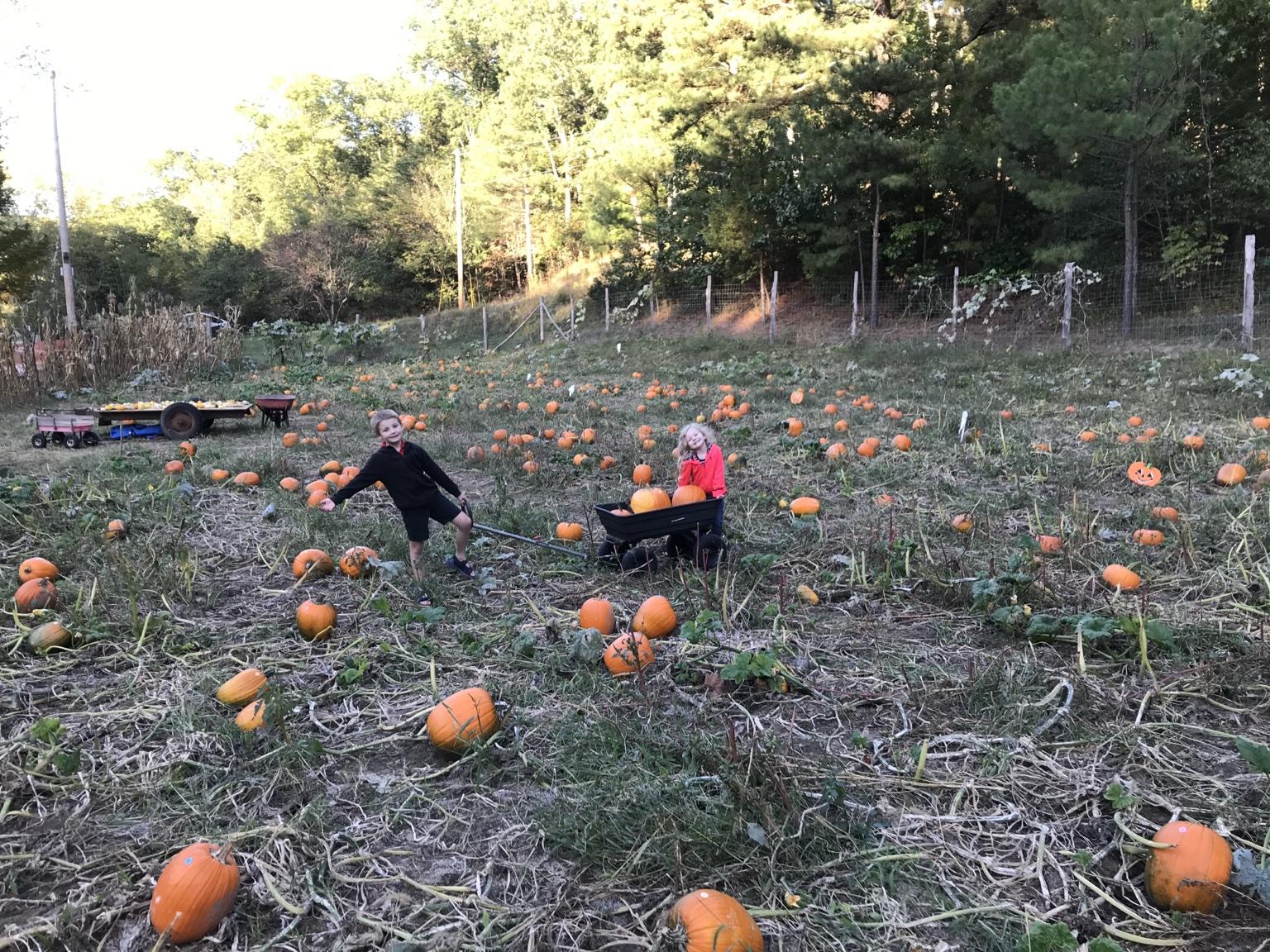 Children exploring the pumpkin field at Catawissa Hollow Farm