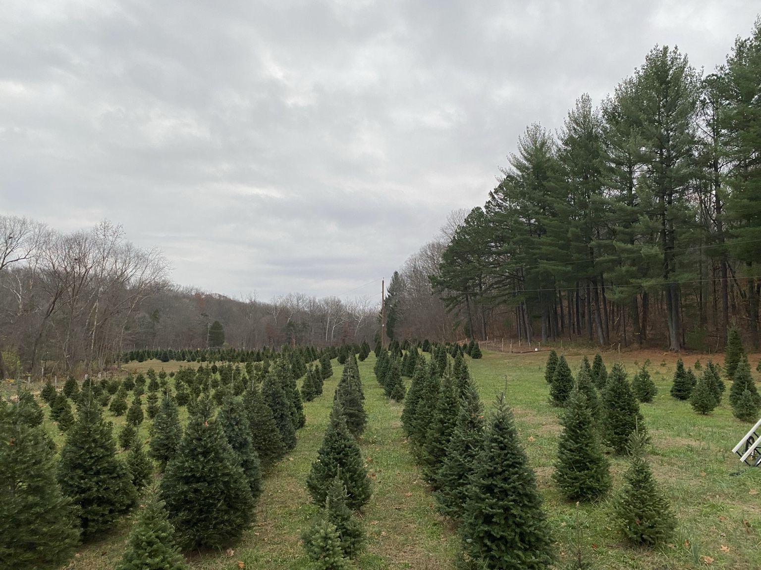 Rows of Christmas trees growing at Catawissa Hollow Farm