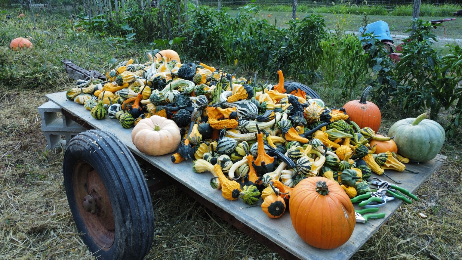 A wagon filled with colorful gourds and pumpkins at Catawissa Hollow Farm